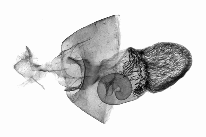 Sesapa koshunica Female